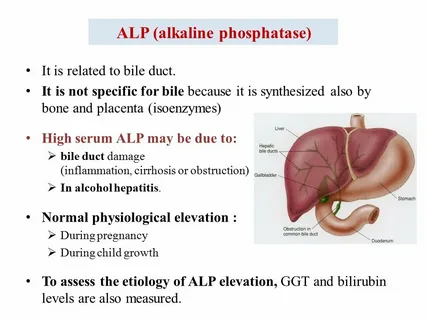Alkaline Phosphatase High Pregnancy